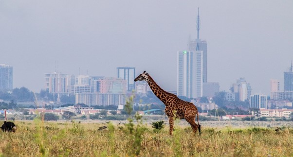 A giraffe with a beautiful background of Nairobi City Skyline by Alexmbogo via Wikimedia Commons
